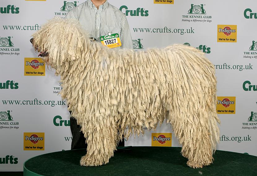 Komondor Autors: AgaGangaEsenga Suņu šķirnes daudz