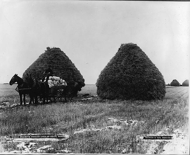 kviešu kūļi sakrauti kaudzē... Autors: zigisre Kanāda 1860-1930