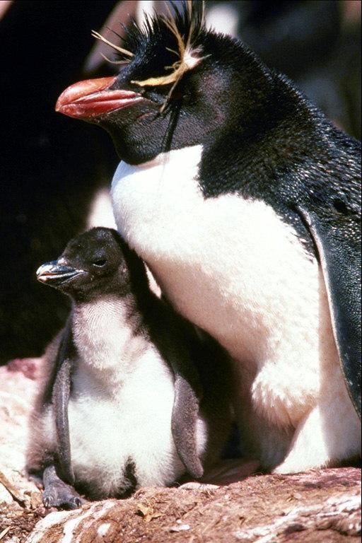 Lielākoties pingvīni dzīvo... Autors: kiss Pingvīni