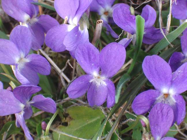 Violets   Mistērija intuīcija... Autors: B5P5P5lt3 Krāsu nozīme un ietekme…