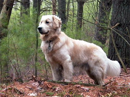  Autors: becinja golden retriever