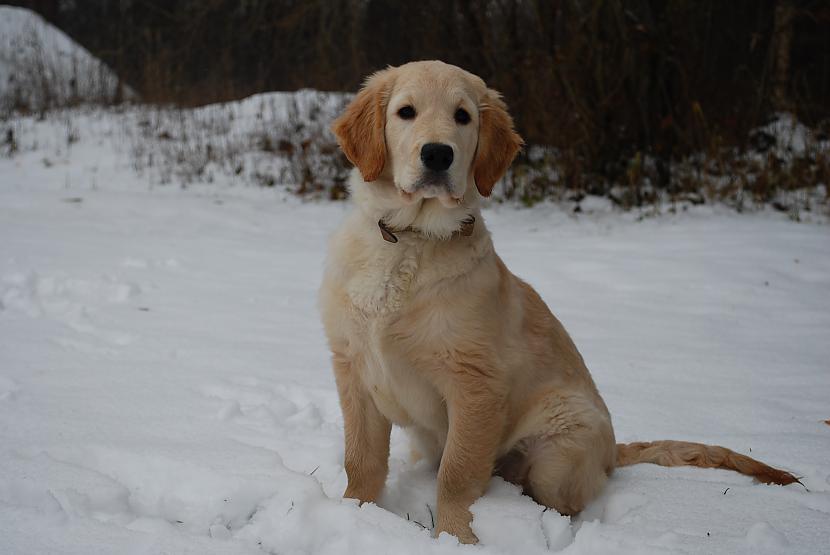  Autors: becinja golden retriever