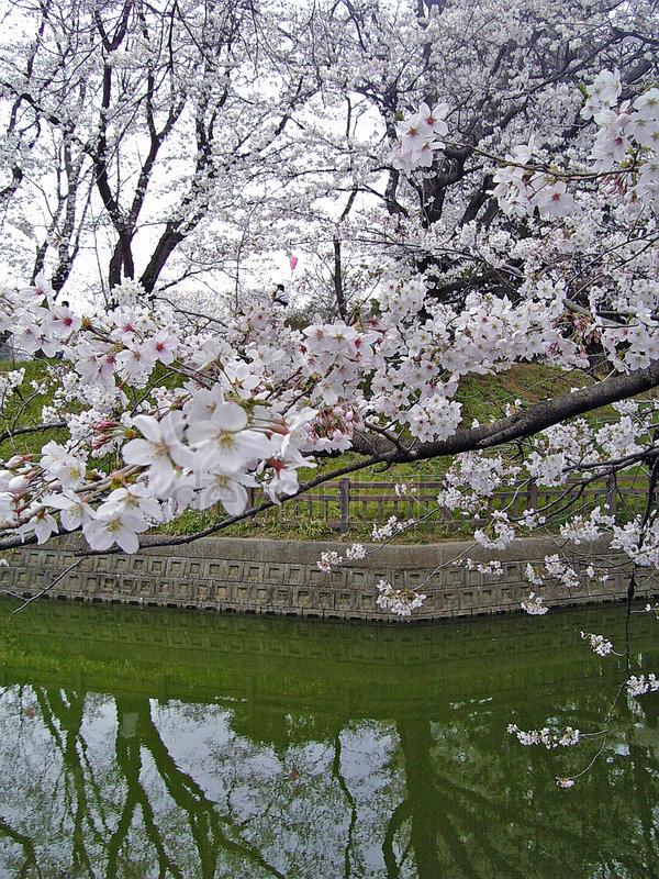  Autors: Zefiirs Japānas ķirsis jeb sakura.