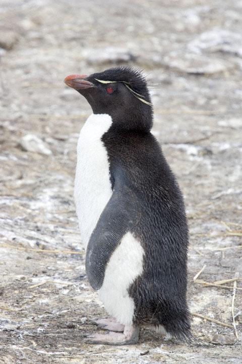  Autors: Rockhopper Rockhoppera ģimene!