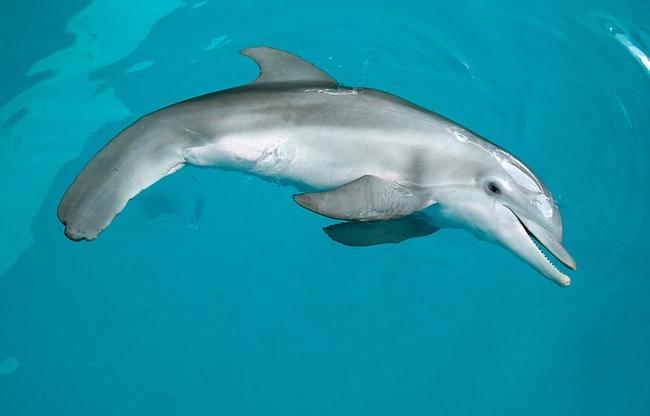 Delfīns guļ ar vienu aci... Autors: Sportsmen Mazāk dzirdēti fakti !