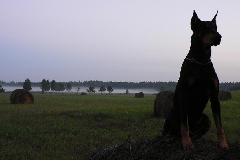  Autors: PavasarisYO Dobermaņi