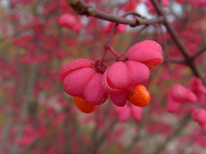 Rudens ir košāks nekā mēs to... Autors: serea Ikdienišķi kadri.