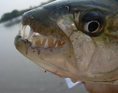 4 vieta Lauvas zivs Tigerfish ... Autors: BērziņšVainīgs Top 10 Pasaules Velnišķīgākās Zivis