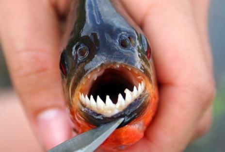 1 vieta Piranja Piranha Fish ... Autors: BērziņšVainīgs Top 10 Pasaules Velnišķīgākās Zivis