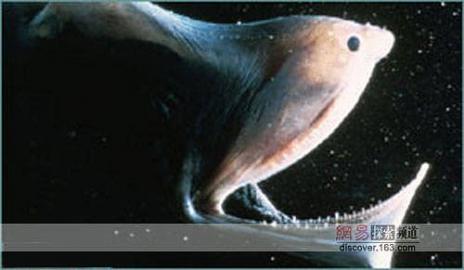 9 vieta Gūlpera zutis Gulper... Autors: BērziņšVainīgs Top 10 Pasaules Velnišķīgākās Zivis