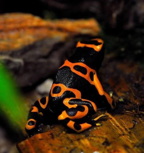 Vardes no Dendrobatidae kokos... Autors: BērziņšVainīgs Pasaules skaistākās un indīgākās