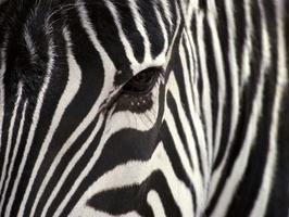 Zebras parasti ir 23 m garas... Autors: Gugcis Dzīvnieki un putni.