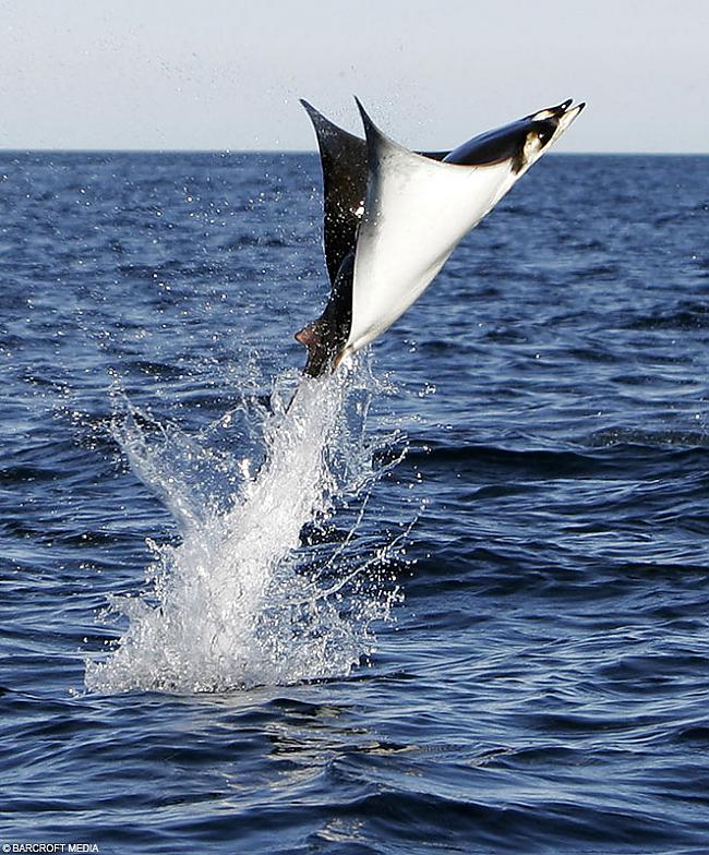 Mantas jeb divragu velnrajas... Autors: Gugcis Jūru un okeānu iemītnieki.