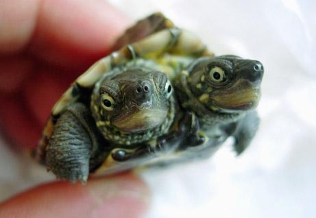 Šāds divgalvains bruņurupucis... Autors: coldasice Interesanti fakti bildēs