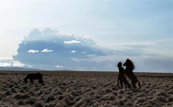 Kauja starp zirgiem netālu no... Autors: EsTepat Reuters