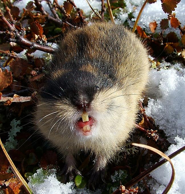 Norvēģijas lemings Lemmus... Autors: shandyy Dažas interesantas radībiņas