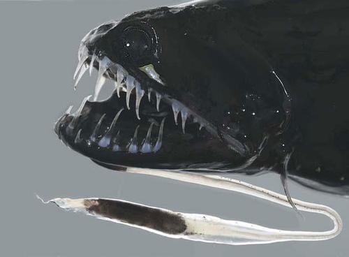 Dragonfish  Autors: augsina Neizdomāti monstri.