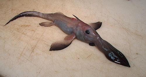 Šī zivs izmanto savupurnu... Autors: augsina Neizdomāti monstri.