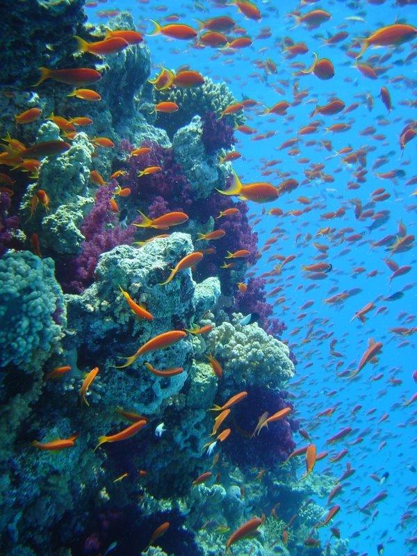 7 Great Barrier Reef... Autors: atili nirstam ūdeņos