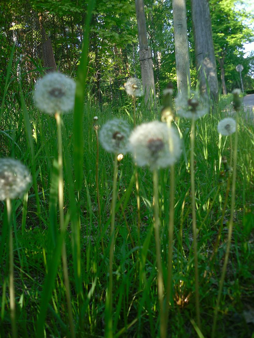  Autors: gundii Pavasarīgas / vasarīgas fotogrāfijas