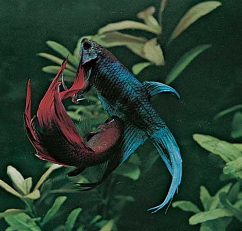 Akvārijā Betta splendesns ir... Autors: ilzeitja Gailītis - Betta splendens