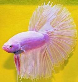  Autors: ilzeitja Gailītis - Betta splendens