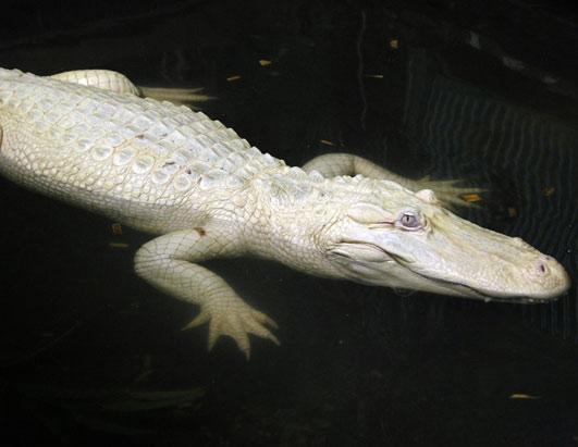 Albīno aligators vārdā Baltais... Autors: Zimagor Albīno dzīvnieki : Dabas Spoki.