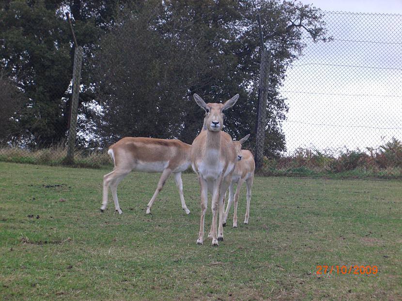  Autors: Espumisan Safari parks!