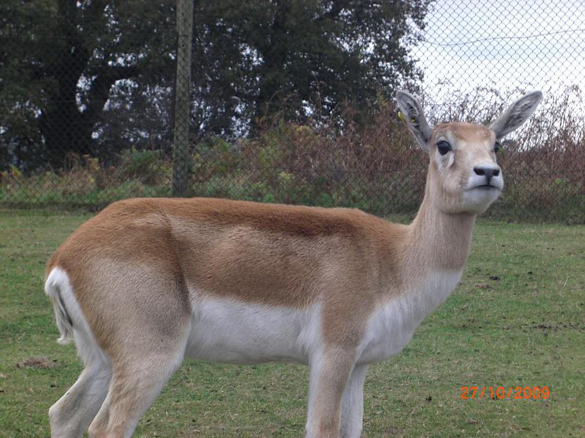  Autors: Espumisan Safari parks!