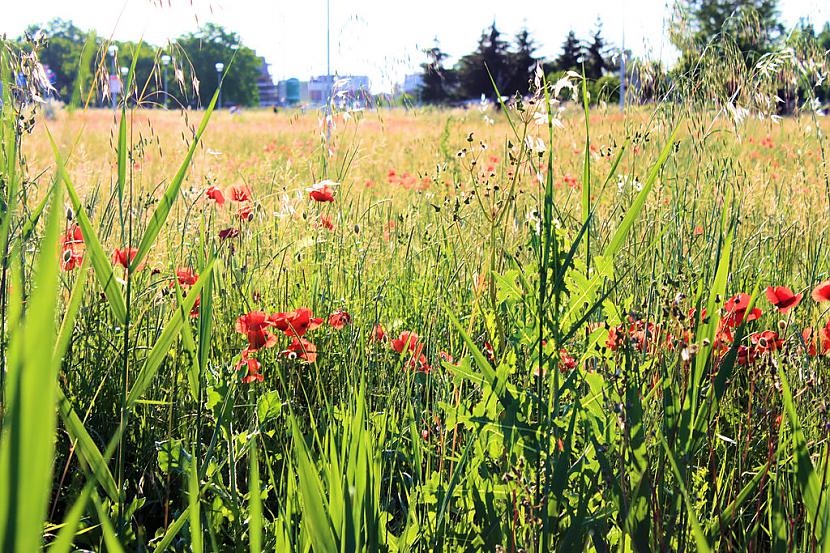 one thousand red poppies Autors: roweenia Tici vai NĒ..,bet Ir vasara!!!