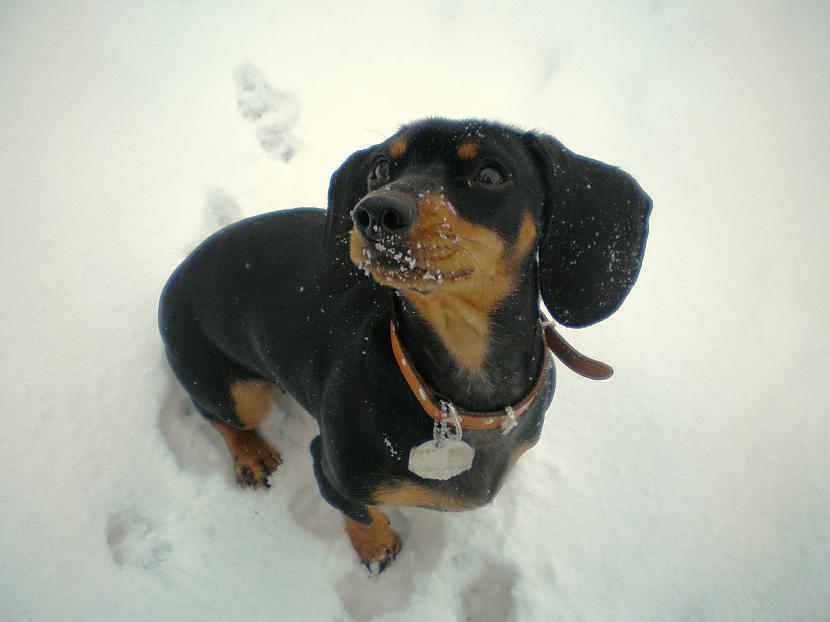  Autors: DogPeople Mani pēdējā laika darbi