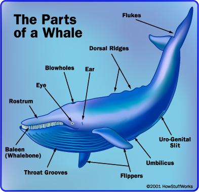 Whale Autors: mandark91 Sauciet to kā gribiet. Man patīk...