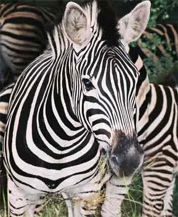 Zebras nevar redzēt oranžo... Autors: JanisGr Fakti par dzīvniekiem