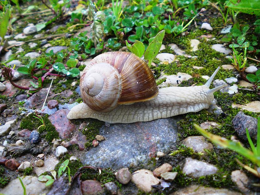 Eksperimentos ar ziemojošiem... Autors: SANjaa Skaistie Vīngliemeži