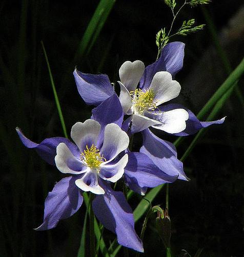 Nosaukums  Colorado Columbine... Autors: Bjaataa 16 skaistākie ziedi.