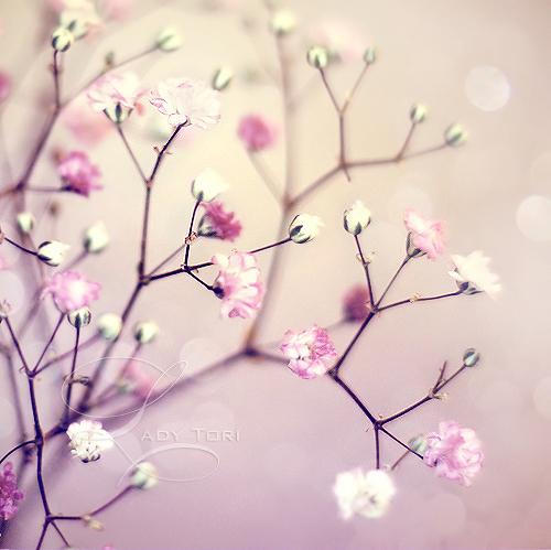 Life brings tears smiles and... Autors: anny Beautiful, calm, soft and dreamy photography