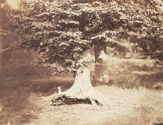 Gustave Le Gray Tree 1855... Autors: SaujāKrītiņš 10 visdārgāk izsolēs pārdotās bildes