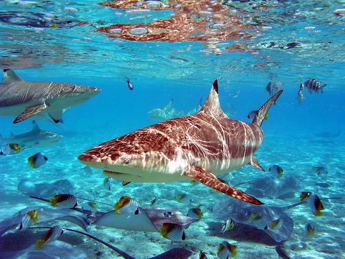 Var doties arī piedzīvojumiem... Autors: Fosilija Bora Bora – romantikas sala