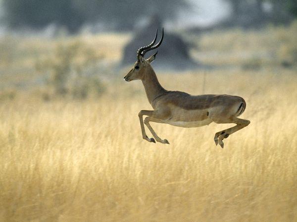 Impala Āfrikas antilope ar... Autors: perky Dzīvnieki - rekordisti