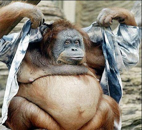 Arī monkijam reizēm ir sliktās... Autors: dzekinshjanis Paris Hilton VS monkey