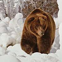 Lāču Ursidae dzimtu Latvijā... Autors: Līīshe Aizsargājamie, dīvainākie, bīstamākie dzīvnieki.