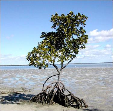 mangrove Autors: The Diāna dzīvā daba - FAKTI