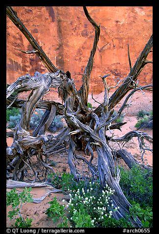  Wildflowers Twisted tree and... Autors: Rampage Skaisti dabas skati  :)