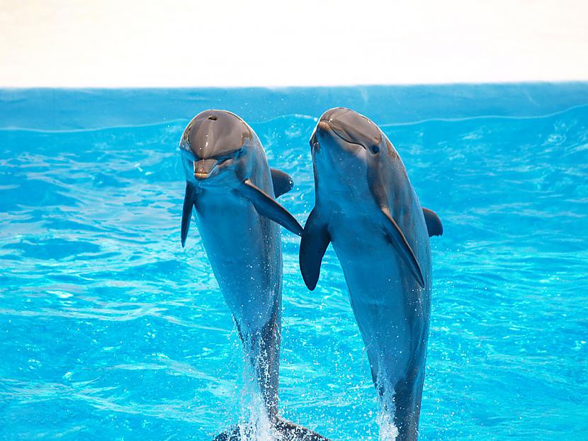 Mums tuvākā pieejamā delfīnu... Autors: IGuess Delfīnu terapija