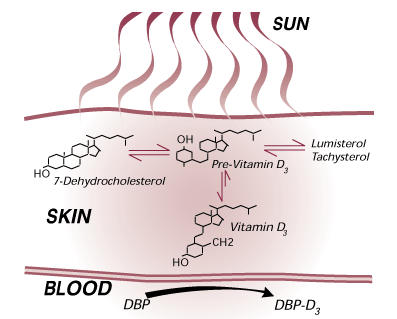 UV staru ietekmē D provitamīns... Autors: Moonwalker Fakti par ādu