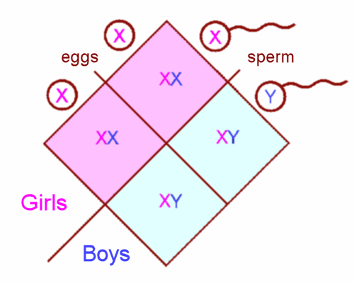 Bērna dzimums ir atkarīgs no... Autors: Moonwalker Fakti par reproduktīvo sistēmu