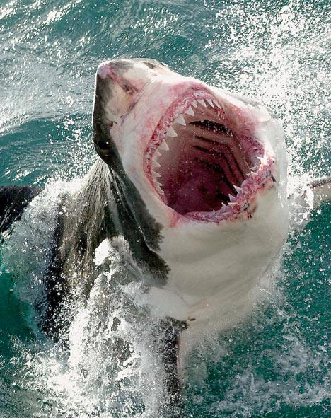 6vieta Baltā haizivs Šīs zivis... Autors: Lieniitee Baidies!