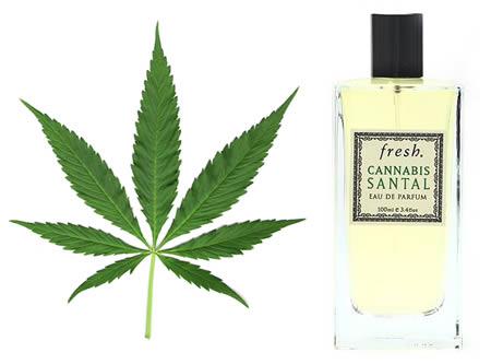Cannabis Perfume Tiem kuriem... Autors: OverDose 8 dīvainākās smaržas.