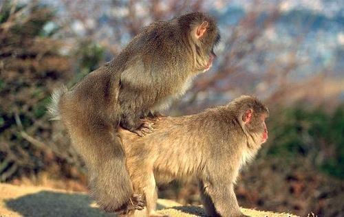 Japānu makaka sugas mērkaķi ir... Autors: kurbads Dzīvnieki geji