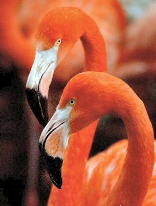 Kā izrādās Rozā flamings... Autors: kurbads Dzīvnieki geji